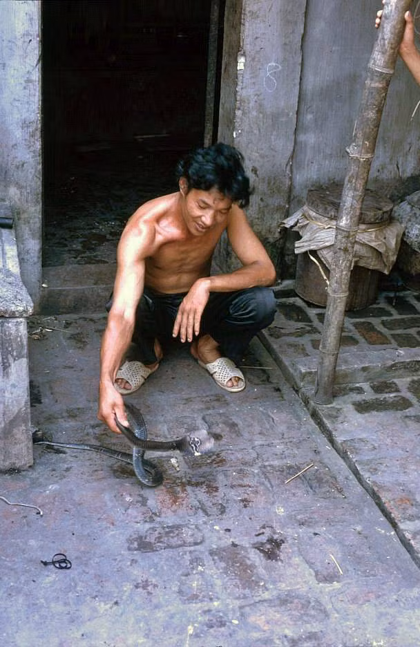 Trai làng đùa giỡn với một con rắn hổ mang.