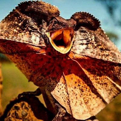 Thằn lằn cổ diềm Chlamydosaurus sẽ có một cái diềm lớn quanh cổ khi nó sợ hãi, tán tỉnh đối phương hoặc đe dọa kẻ thù.