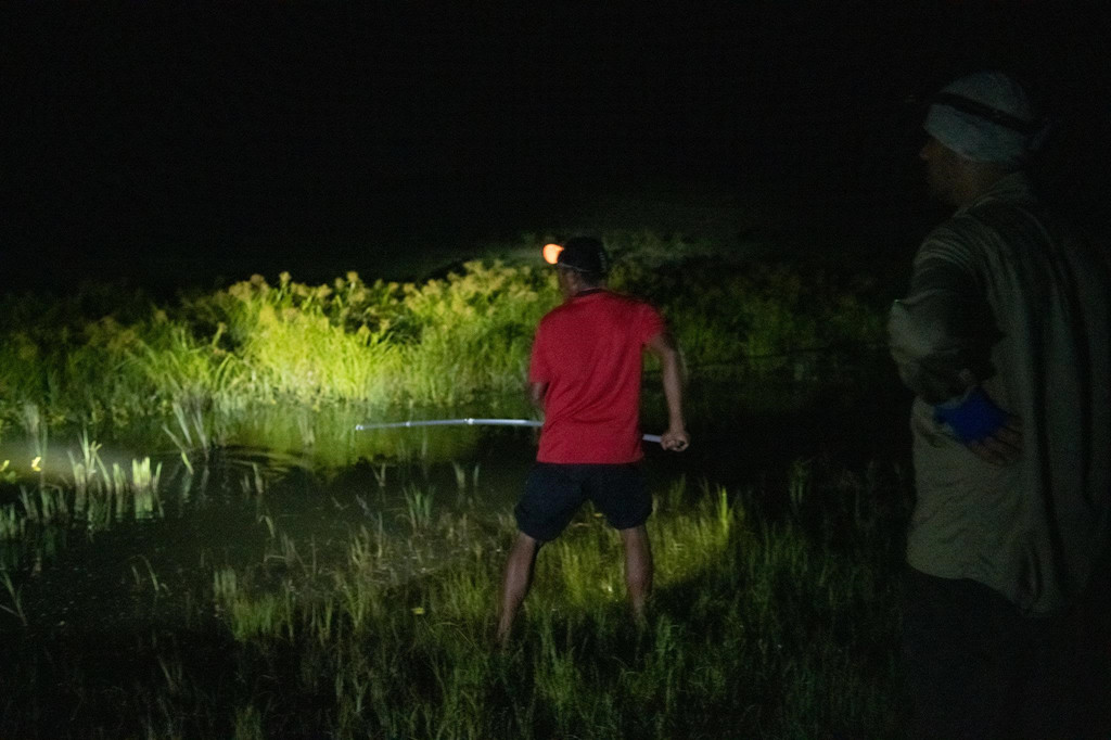 Ông De Araujo thu thập mẫu ADN từ một con cá sấu ngay dưới bề mặt nước. Mục tiêu của họ là kiểm tra lý thuyết của người dân địa phương bằng cách cố gắng xác định xem những con cá sấu sát thủ có phải là cá sấu nước mặn từ Australia, một trong những động vật nguy hiểm và đáng sợ nhất ở nước này, hay không.