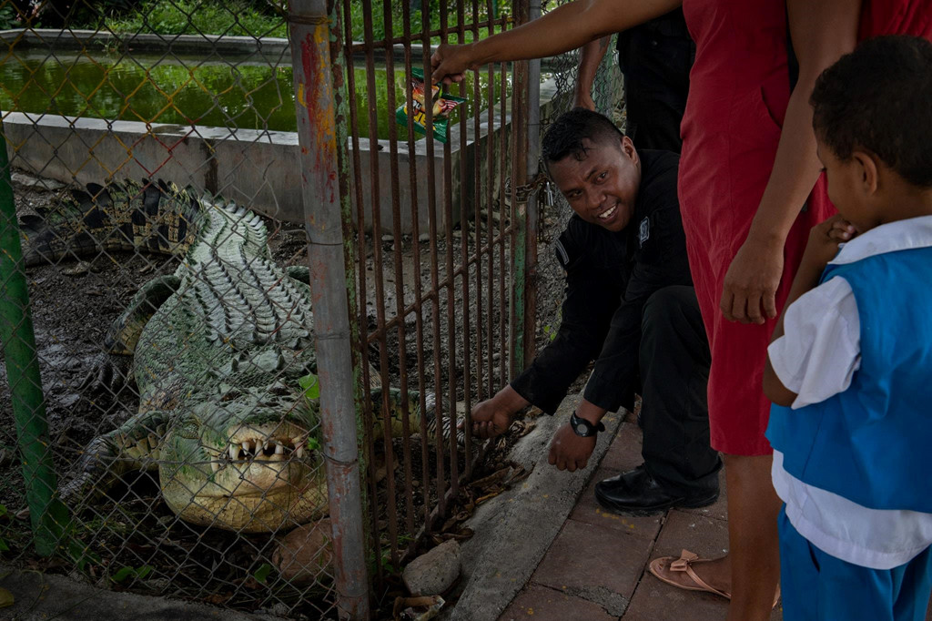Một sĩ quan cảnh sát khuyến khích cậu bé lắc chân con cá sấu bị giam cầm. Các nhà nghiên cứu phát hiện gần 83% những người bị tấn công ở Đông Timor trong 11 năm qua khi đánh bắt cá, sử dụng ca nô nhỏ hoặc lội trong nước.