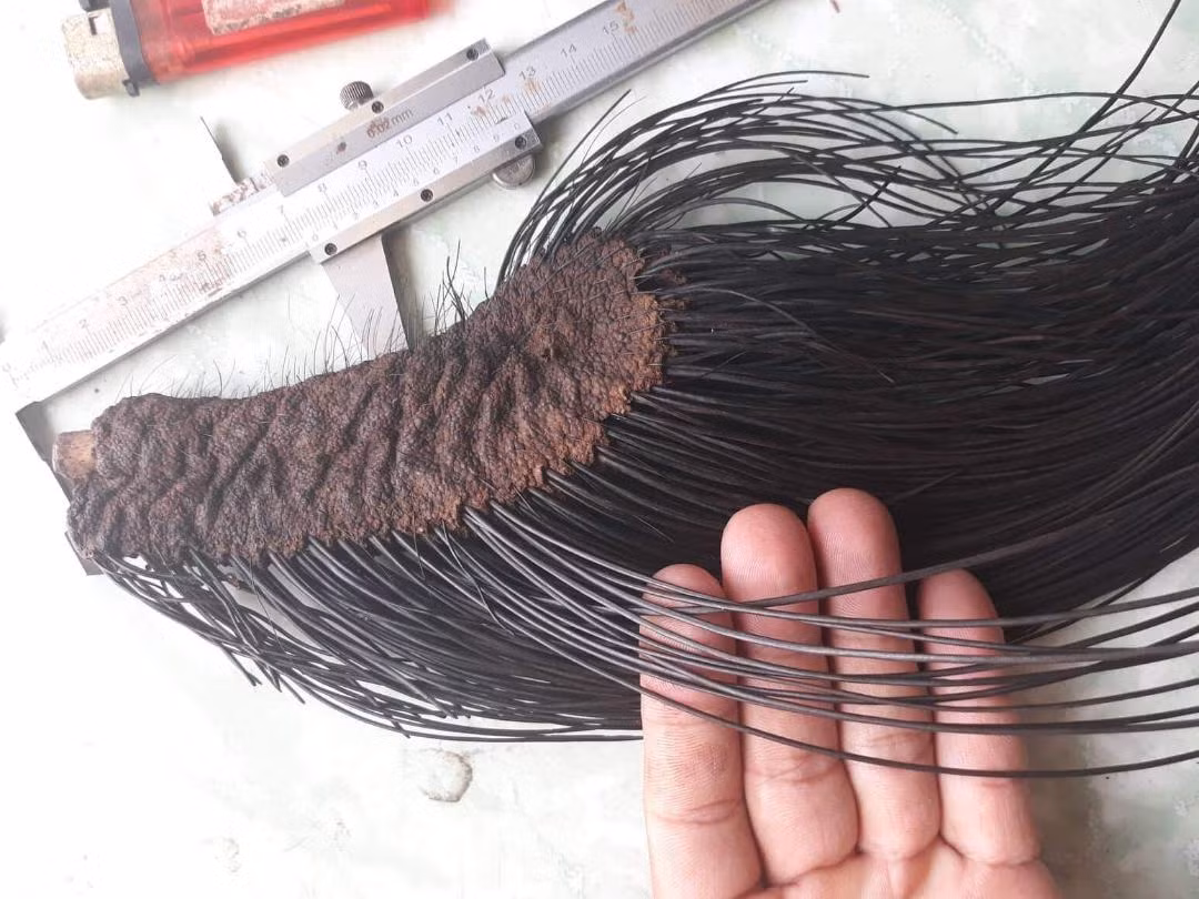 “Than thanh hoa” long cong, long duoi voi-Hinh-2