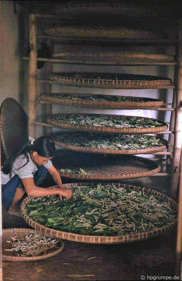 Trong xưởng nuôi tằm của một gia đình ở phía Nam Hà Nội, trên đường đi chùa Hương.