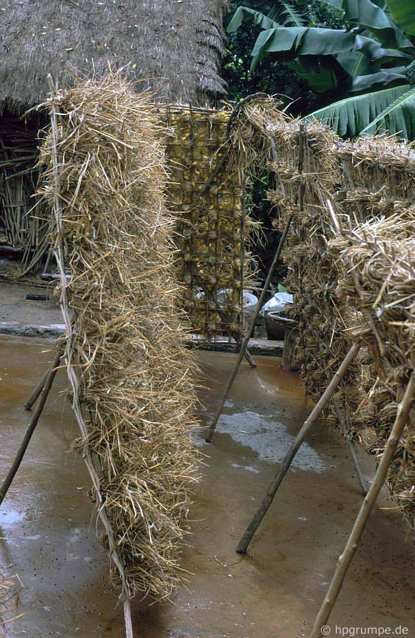 Sâu bướm được cho ăn lá dâu tằm trong khoảng từ 2 đến 3 tuần, sau đó được đặt trên trên giàn rơm để tạo kén.