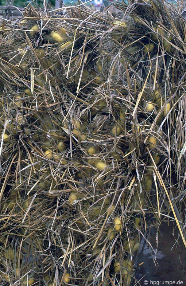 Việc hình thành một cái kén mất khoảng 2-3 ngày.