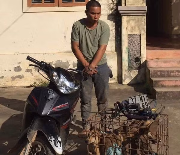 Dan vay bat 2 ‘cau tac' mang dao di trom 70 con cho