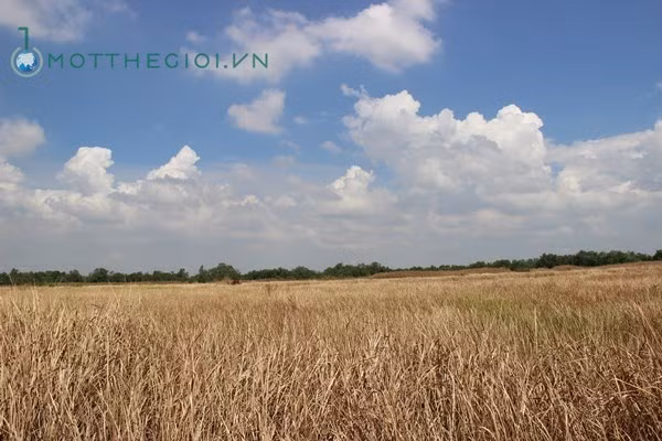 Cánh đồng rộng lớn bao quanh căn biệt thự.