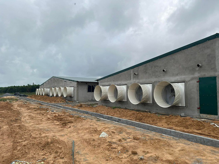 Bỏ phố về quê nuôi vịt và cái kết thu lãi hàng tỷ đồng/năm Bo pho ve que nuoi vit va cai ket thu lai hang ty dong/nam