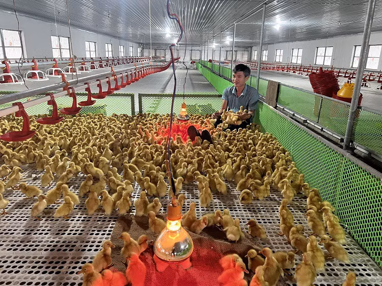 Bo pho ve que nuoi vit va cai ket thu lai hang ty dong/nam-Hinh-5