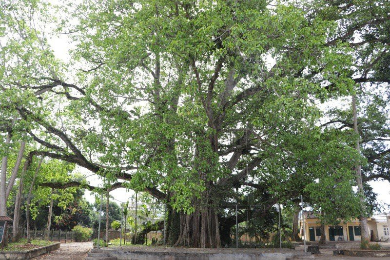 6 loại cây xua tan lộc khí, tuyệt đối không trồng trước cửa nhà - Hình 2 6 loai cay xua tan loc khi, tuyet doi khong trong truoc cua nha-Hinh-2