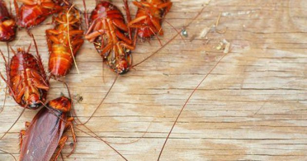 6 cách đuổi sạch gián khỏi nhà vừa an toàn, hiệu quả lại tiết kiệm 6 cach duoi sach gian khoi nha vua an toan, hieu qua lai tiet kiem