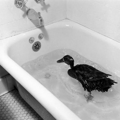 Co vit dung cam xung phong tham chien trong The chien II duoc phong huy chuong-Hinh-4