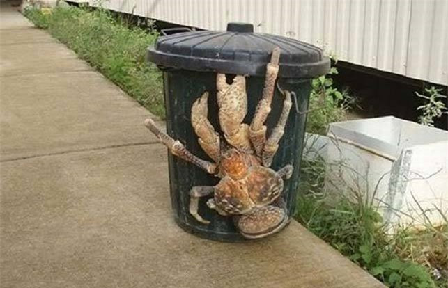 Diem danh nhung 'ga khong lo' trong the gioi dong vat