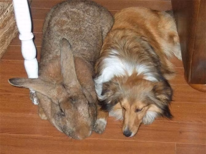 Diem danh nhung 'ga khong lo' trong the gioi dong vat-Hinh-11