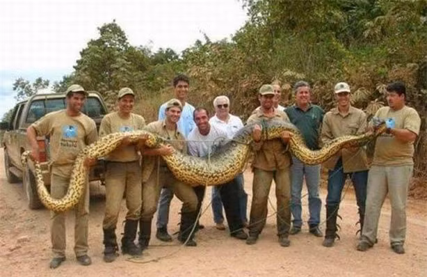 Diem danh nhung 'ga khong lo' trong the gioi dong vat-Hinh-19