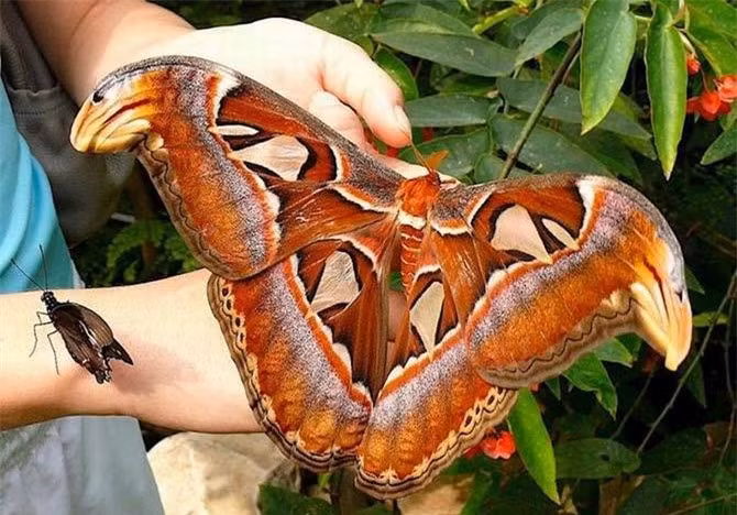 Diem danh nhung 'ga khong lo' trong the gioi dong vat-Hinh-14