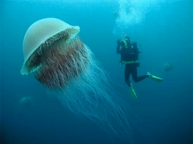 Diem danh nhung 'ga khong lo' trong the gioi dong vat-Hinh-7