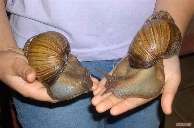 Diem danh nhung 'ga khong lo' trong the gioi dong vat-Hinh-10