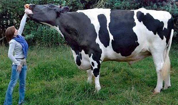 Diem danh nhung 'ga khong lo' trong the gioi dong vat-Hinh-13