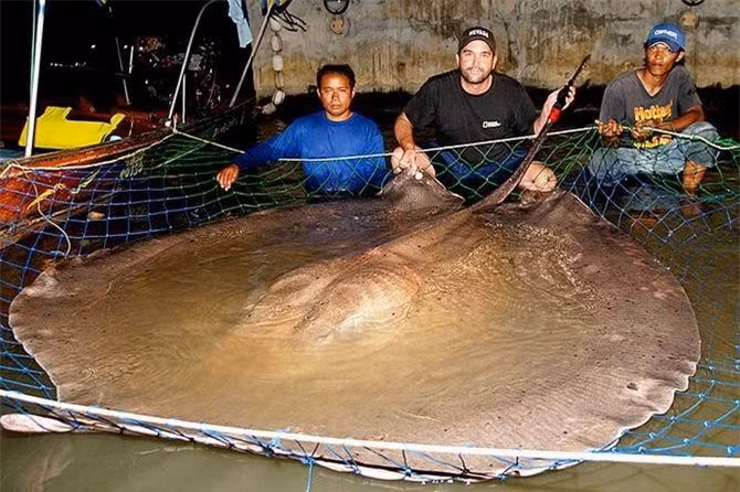 Diem danh nhung 'ga khong lo' trong the gioi dong vat-Hinh-8