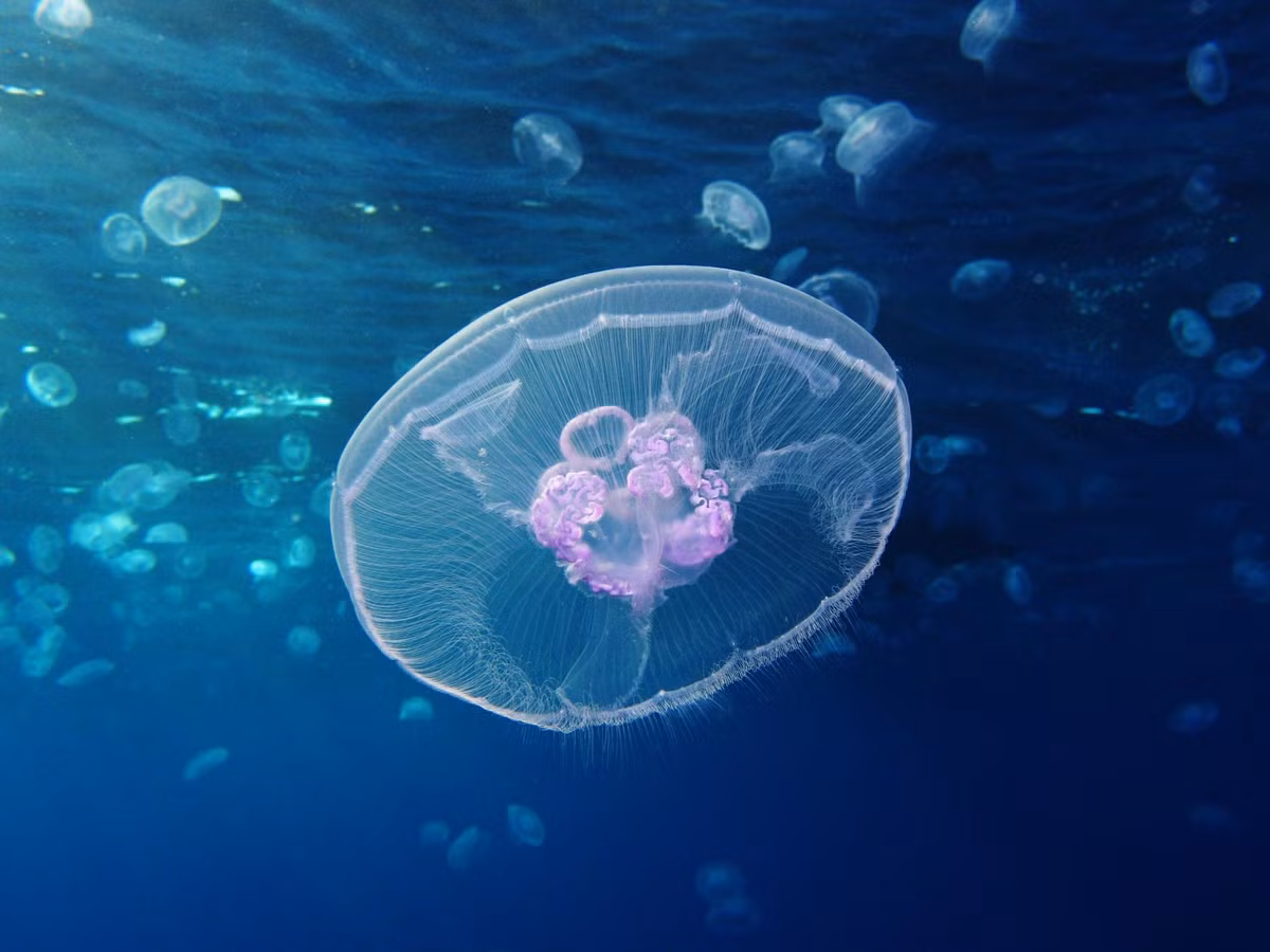 Sứa hộp (lớp Cubozoa) không xương sống, đứng đầu danh sách những loài vật có nọc độc nguy hiểm nhất thế giới. Chúng đã cướp sinh mạng của 5.567 người từ năm 1954 đến nay. Chất độc của chúng tấn công hệ tim mạch, thần kinh và các tế bào da nhanh chóng, khiến mục tiêu chết ngay lập tức.