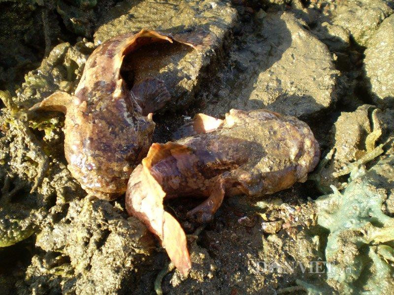 Cá mặt quỷ (Synanceia) có bề ngoài to, xù xì và rất độc. Người ta gọi chúng là “chúa tể nọc độc” dưới đáy đại dương. Chúng có 13 tia vây lưng chứa độc tố và có thể tồn tại nhiều ngày sau khi cá chết. Khi các tia vây lưng cá mặt quỷ đâm vào thịt nạn nhân, độc tố sẽ tác động trực tiếp đến hệ cơ vận động, thần kinh và cơ trơn của tim ở người.