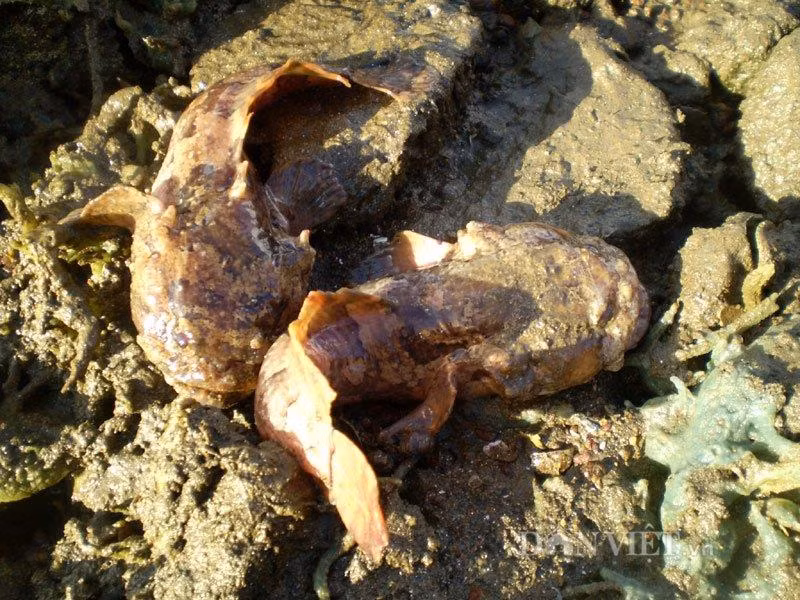 Cá mặt quỷ (Synanceia) có bề ngoài to, xù xì và rất độc. Người ta gọi chúng là “chúa tể nọc độc” dưới đáy đại dương. Chúng có 13 tia vây lưng chứa độc tố và có thể tồn tại nhiều ngày sau khi cá chết. Khi các tia vây lưng cá mặt quỷ đâm vào thịt nạn nhân, độc tố sẽ tác động trực tiếp đến hệ cơ vận động, thần kinh và cơ trơn của tim ở người.