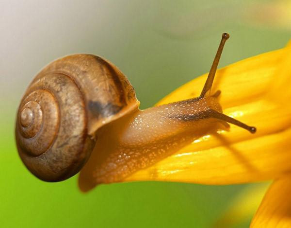 Ốc sên Marbled Cone là loài động vật thân mềm có nọc độc khủng khiếp nhất hành tinh. Một giọt nước dãi của chúng có thể giết ít nhất 200 người. Dãi của Marbled Cone có thể làm toàn thân người dính phải run lẩy bẩy, chân tay tê liệt, mắt mờ đi và ngừng thở chỉ sau vài giờ đồng hồ.