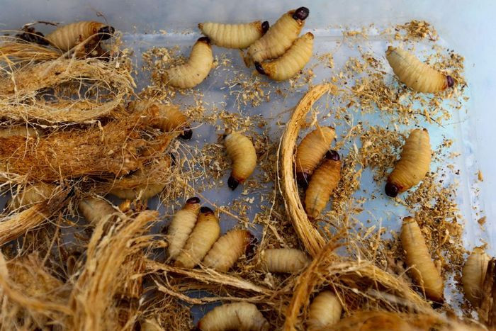 Trên phương diện khoa học, đuông dừa là ấu trùng của loài côn trùng có tên khoa học là "Rhynchophorus ferrugineus", thường gọi là mọt cọ đỏ. Đây là một loài côn trùng cánh cứng thuộc họ Bọ vòi voi (Curculionidae), dài 2 - 4cm, sống ở các vùng nhiệt đới thuộc châu Á.