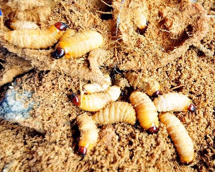 Cây dừa khi bị đuông dừa tấn công sẽ có triệu chứng như ngọn và các tàu lá phía trên ngọn bị chết. Đây là sinh vật gây hại với cây dừa.