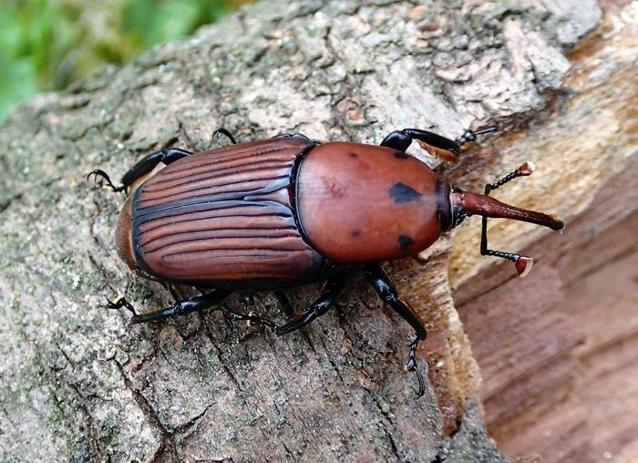 Vào mùa sinh sản, mọt cọ đỏ cái trưởng thành bay tới các thân cây dừa một số loài cây thuộc họ cau, chà là, cọ Sago… và dùng vòi đục lỗ vào thân cây hoặc chui vào những kẽ nứt, lỗ hang có sẵn do loài khác để lại.