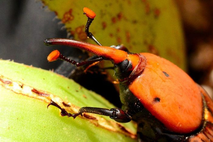 Kết thúc quá trình nhộng, mọt cọ đỏ trưởng thành chui ra khỏi kén, bay ra ngoài để tìm đối phương và bắt đầu một chu kỳ sinh sản mới…