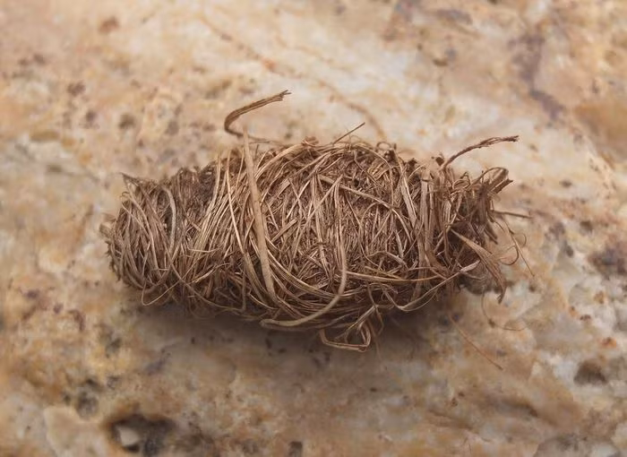 Sau đó, đuông bắt đầu giai đoạn nhộng. Nhộng nằm trong một kén hình bầu dục được tạo thành bằng các sợi xơ có trong thân cây hoặc bẹ lá. Trong cái kén này, chúng trải qua những biến đổi lớn trong 15 - 20 ngày.