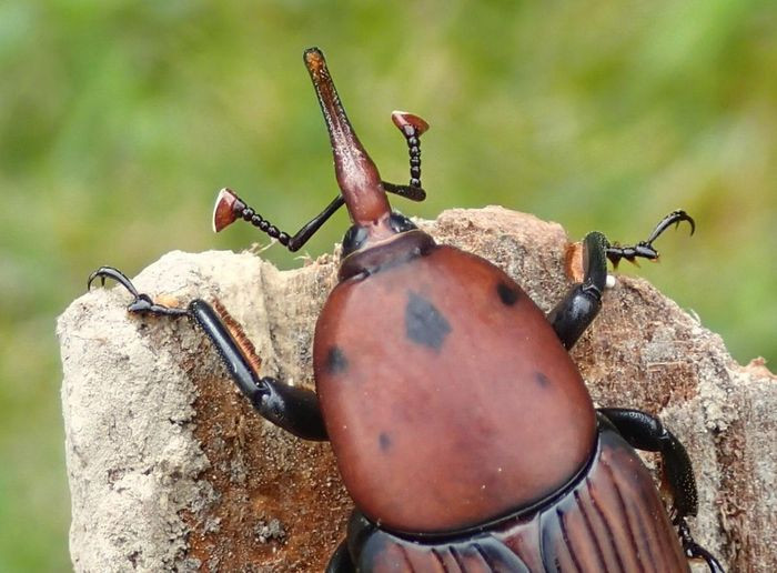 Khi vào bên trong, chúng đẻ từ vài chục tới vài trăm quả trứng trông giống hạt gạo. Sau khoảng 3 đến 4 ngày, trứng sẽ nở ra ấu trùng có màu trắng, dài.