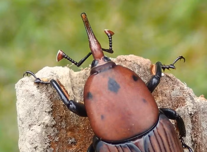 Khi vào bên trong, chúng đẻ từ vài chục tới vài trăm quả trứng trông giống hạt gạo. Sau khoảng 3 đến 4 ngày, trứng sẽ nở ra ấu trùng có màu trắng, dài.