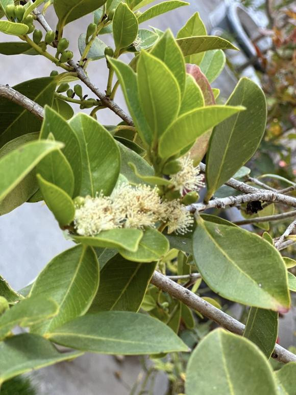 Kim Hien khoe vuon cay tai My, tiet lo ly do it xuat hien tren Facebook-Hinh-12