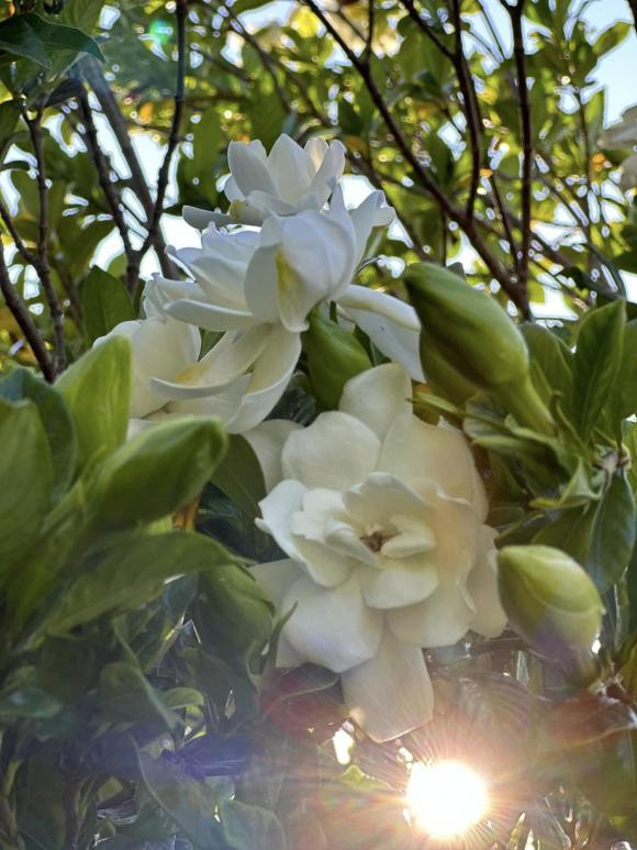 Kim Hien khoe vuon cay tai My, tiet lo ly do it xuat hien tren Facebook-Hinh-14