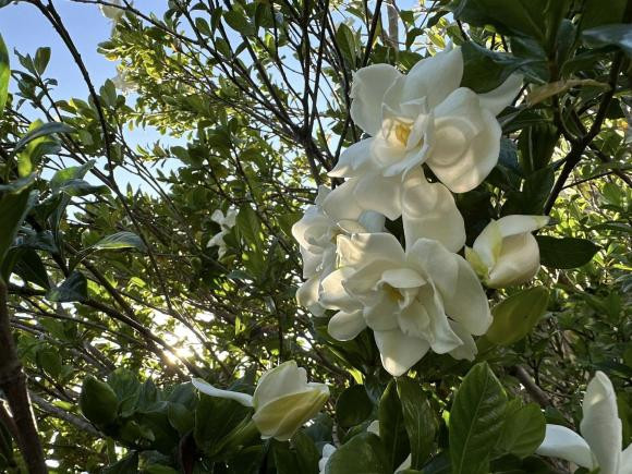 Kim Hien khoe vuon cay tai My, tiet lo ly do it xuat hien tren Facebook-Hinh-13