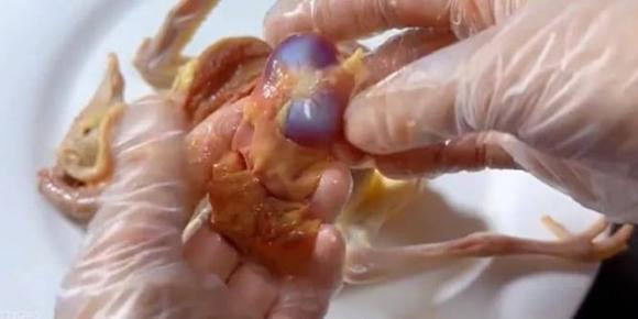 5 bo phan nay cua chim bo cau chua nhieu doc to-Hinh-10