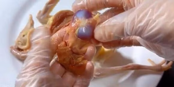 5 bo phan nay cua chim bo cau chua nhieu doc to-Hinh-10