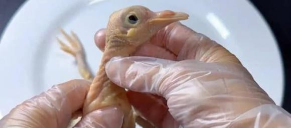 5 bo phan nay cua chim bo cau chua nhieu doc to-Hinh-3