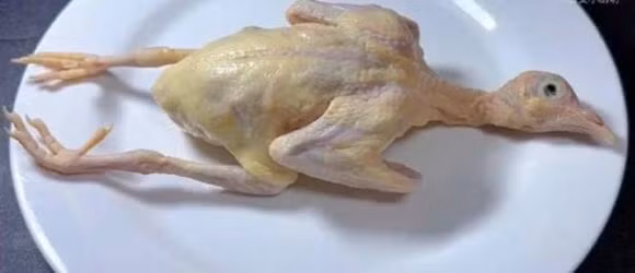 5 bo phan nay cua chim bo cau chua nhieu doc to