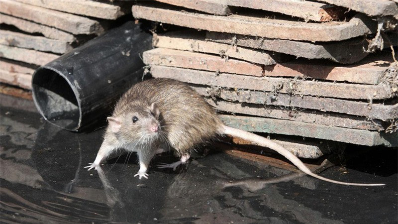 Nếu chuột biến mất hoàn toàn, loài người sẽ khốn đốn ra sao? ảnh 1