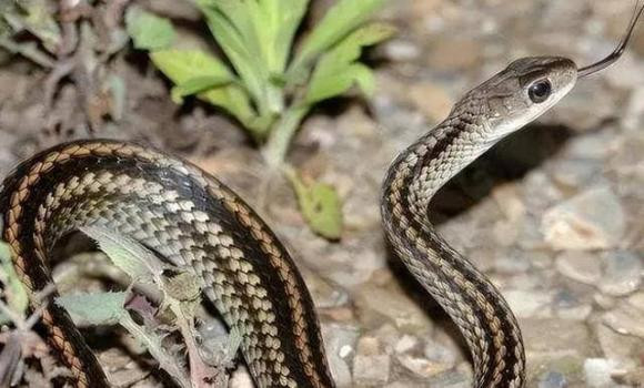 "Ba điều cấm kỵ" trong chôn cất ở nông thôn, đó là gì? ảnh 3