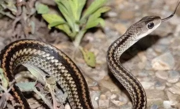 "Ba điều cấm kỵ" trong chôn cất ở nông thôn, đó là gì? ảnh 3