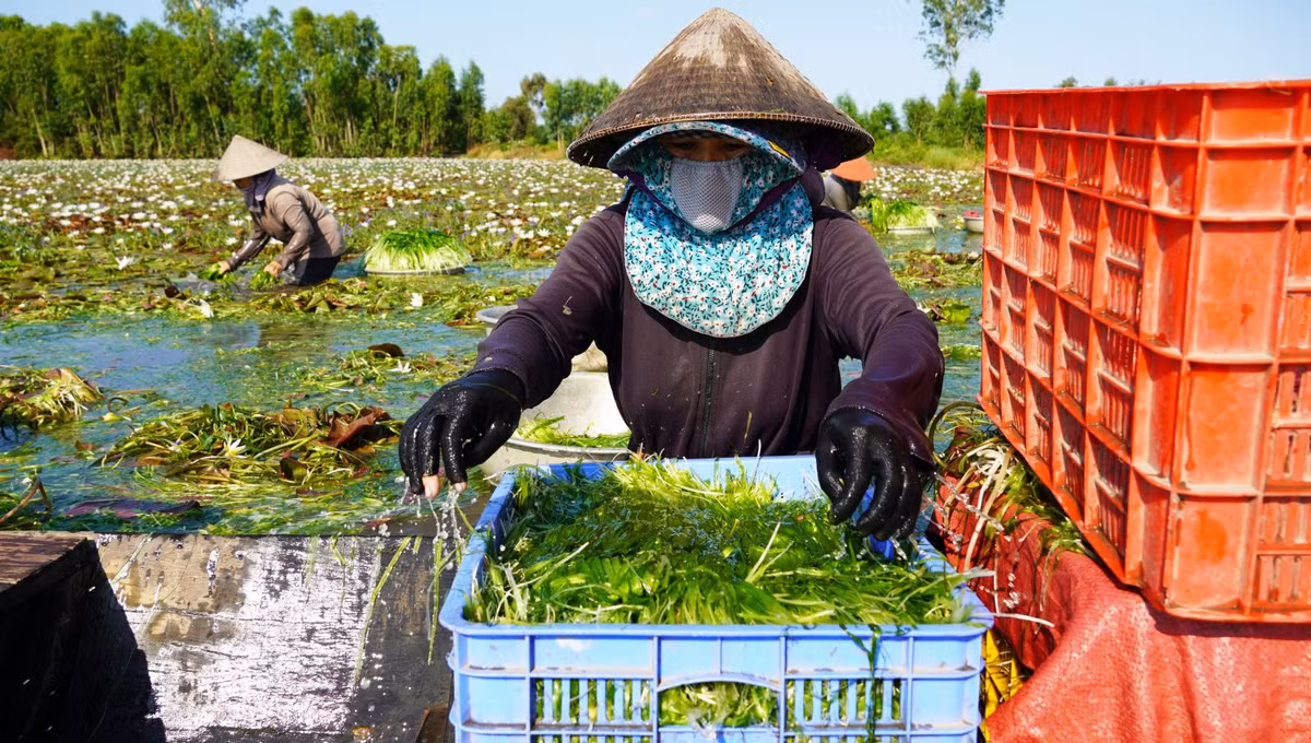 Rau dai an mat gan, loi tieu nay o Long An moc la liet-Hinh-4