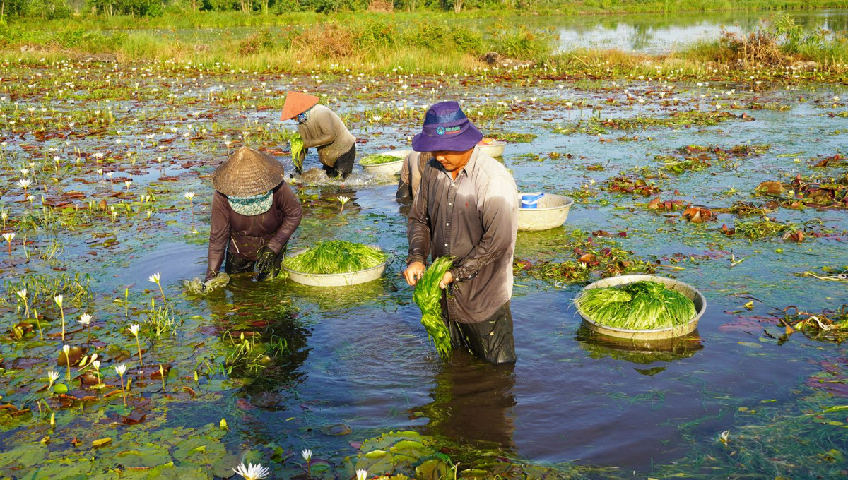 Rau dai an mat gan, loi tieu nay o Long An moc la liet-Hinh-3