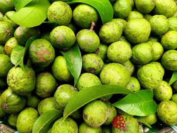 Sấu vào mùa, làm ngay một hủ sấu ngâm giòn thơm Sau vao mua, lam ngay mot hu sau ngam gion thom