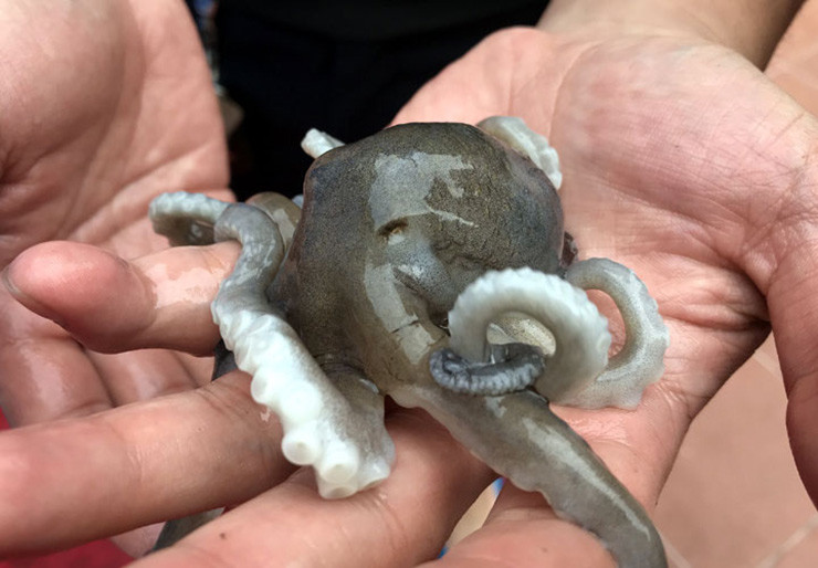 Chỉ to bằng nửa bàn tay, đầu tròn nhỏ, nhưng ruốc chân dài lại có những xúc túc tu dài gần 20cm.