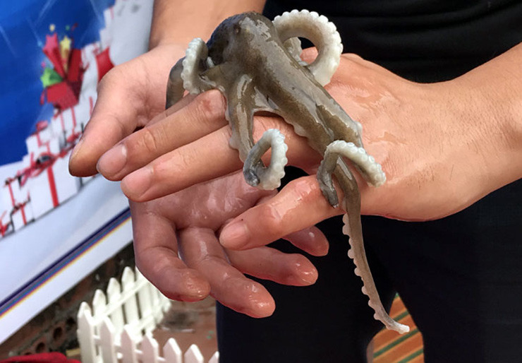 Con ruốc lỗ to nhất cũng chỉ nhỉnh hơn ngón chân cái người trưởng thành, con bé thì chỉ nhỏ bằng ngón chân cái đứa trẻ.