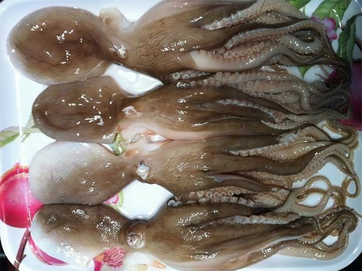 Đặc thù của con ruốc lỗ là thân rất nhiều nhớt nên để có món ruốc ngon thì công đoạn làm sạch nhớt rất quan trọng.